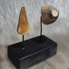Mosasaur Comparative Anatomy Tooth Set
