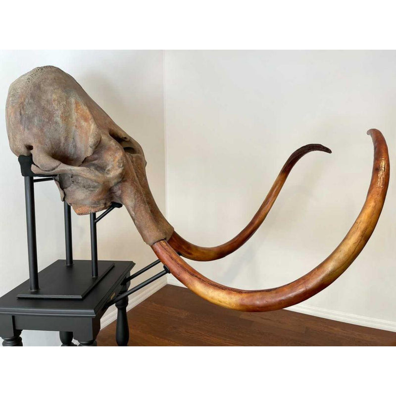 Woolly Mammoth Skull, Cast Tusks