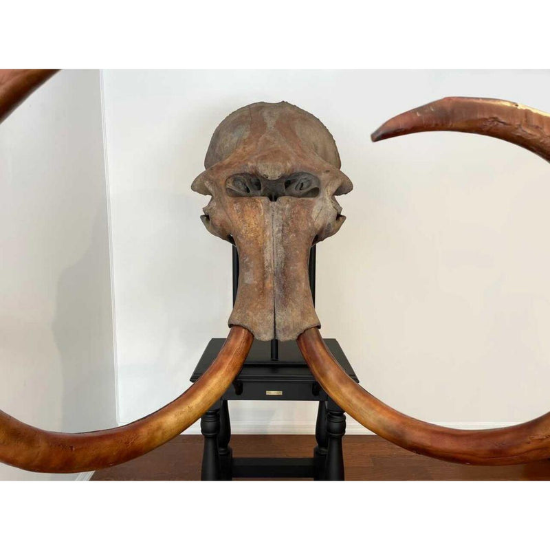 Woolly Mammoth Skull, Cast Tusks