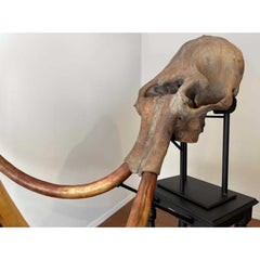 Woolly Mammoth Skull, Cast Tusks