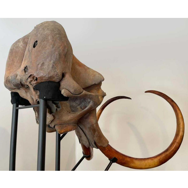 Woolly Mammoth Skull, Cast Tusks