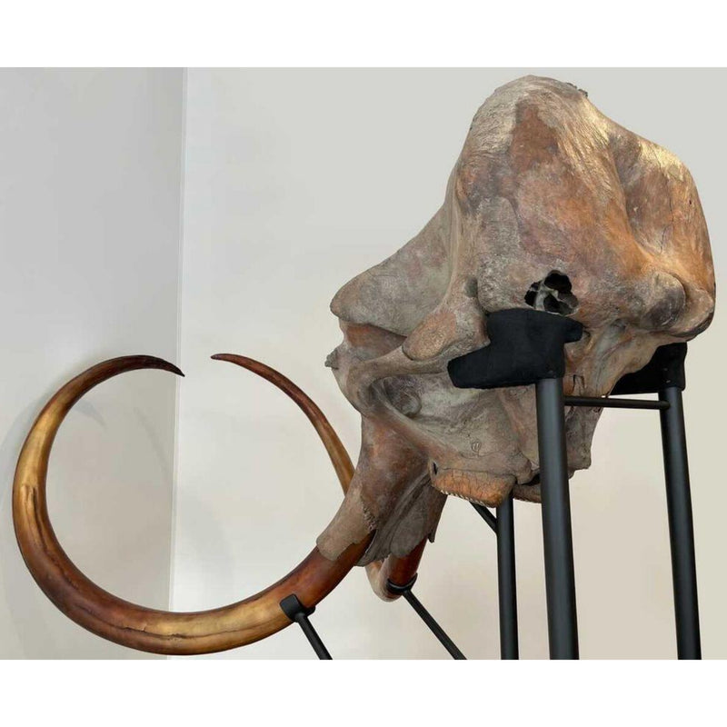 Woolly Mammoth Skull, Cast Tusks