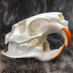 Nutria (Coypu) Skulls