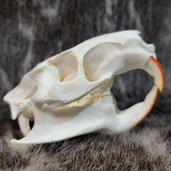 Nutria (Coypu) Skulls