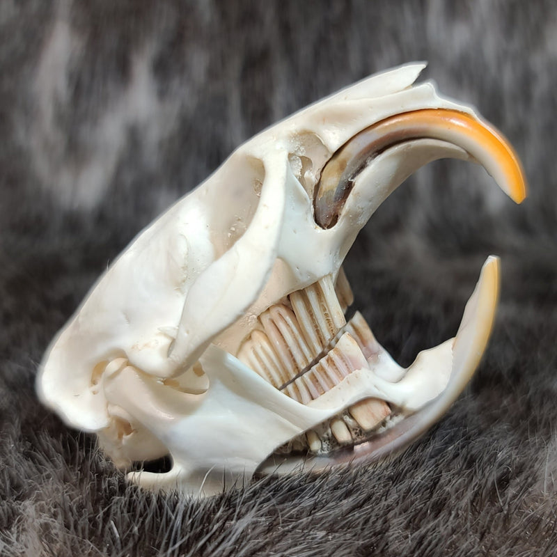 Muskrat Skull (Exposed Dentition)