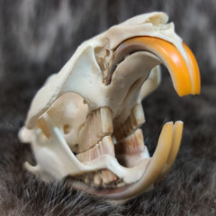 Muskrat Skull (Exposed Dentition)