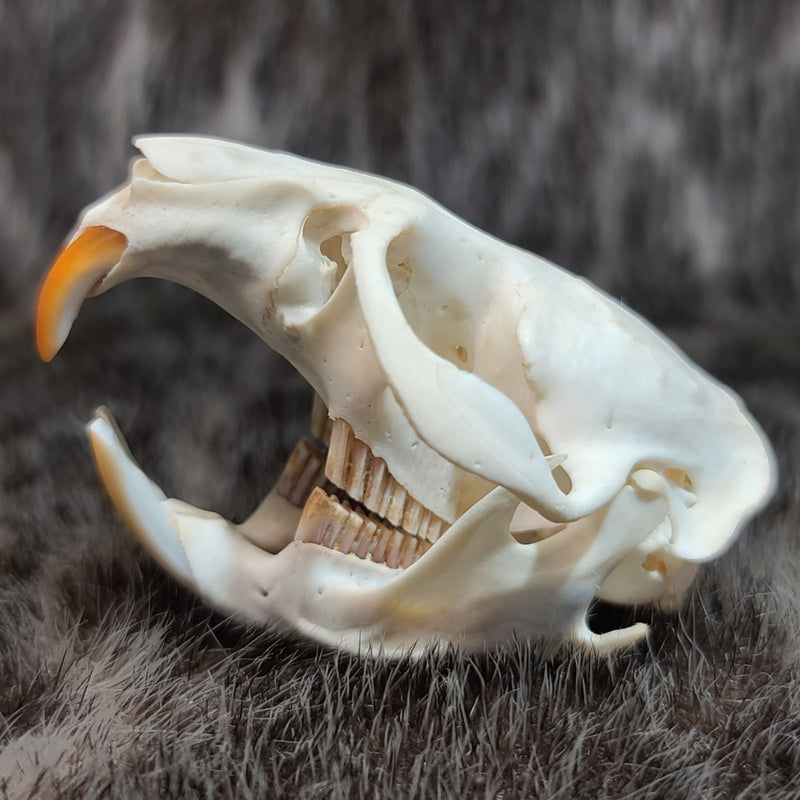 Muskrat Skull (Exposed Dentition)