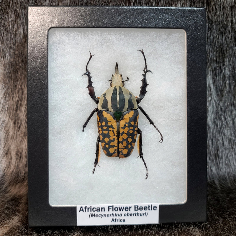 African Flower Beetle, Male (Spotted Colour)