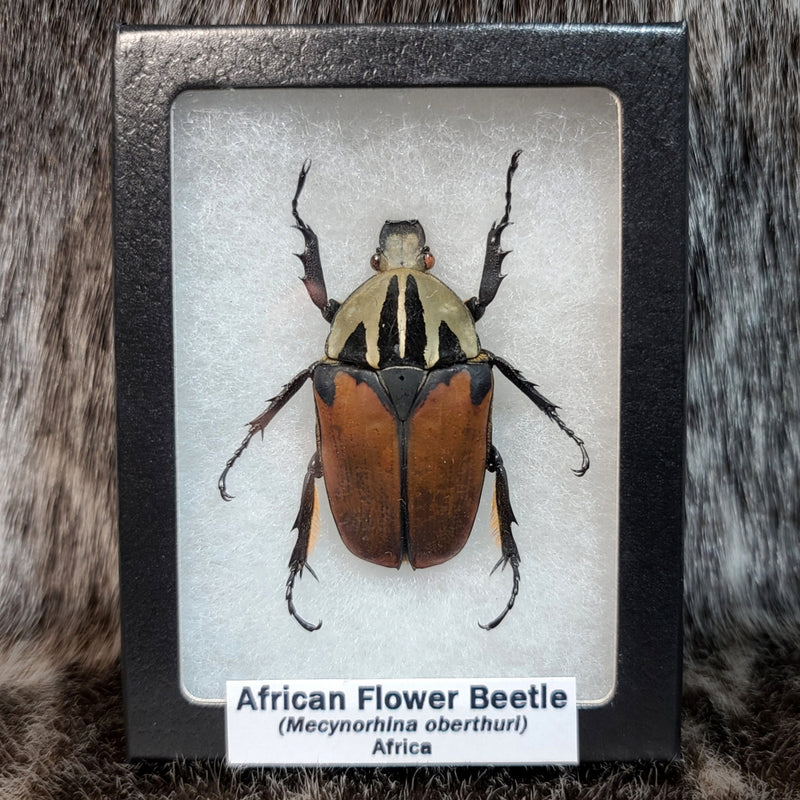 African Flower Beetle, Female (Solid Colour)