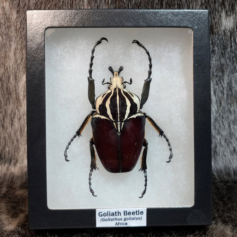 Goliath Beetle, Male (Pattern A)(SALE)