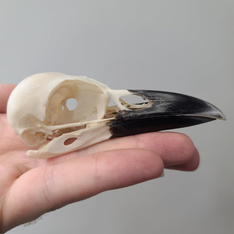 Carrion Crow Skulls