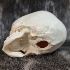 Human Fetal Skull, Cast