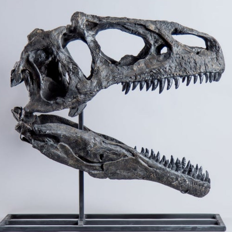 Allosaurus Dinosaur Skull (CAST)