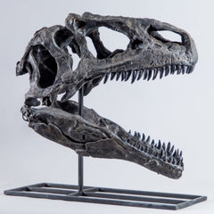 Allosaurus Dinosaur Skull (CAST)