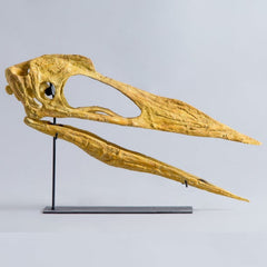 Pterosaur Skull, Juvenile (CAST)