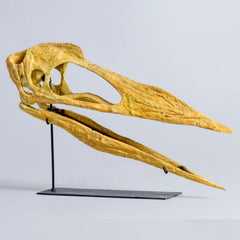 Pterosaur Skull, Juvenile (CAST)