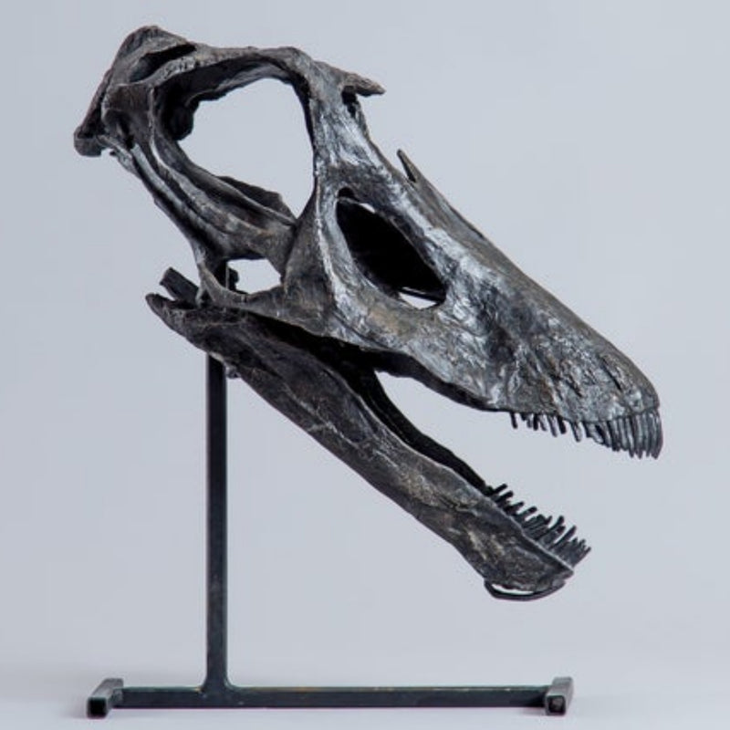 Diplodocus Skull (CAST)