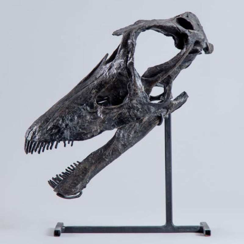 Diplodocus Skull (CAST)