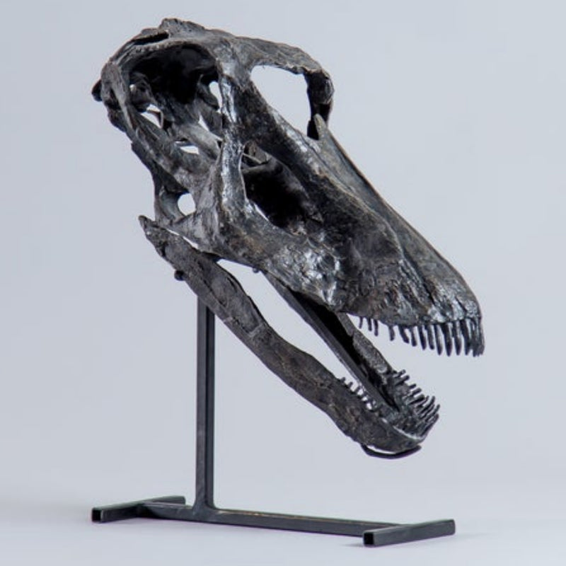 Diplodocus Skull (CAST)