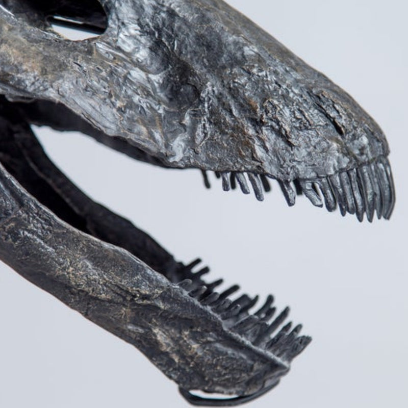 Diplodocus Skull (CAST)