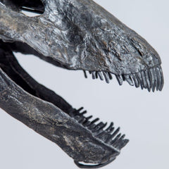 Diplodocus Skull (CAST)