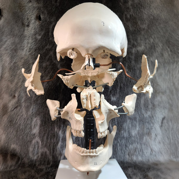 THE SKULL DISK DAMNGOOD!! × NATURE TONES Skullcandy Grind True Wireless Earbuds | PCNA