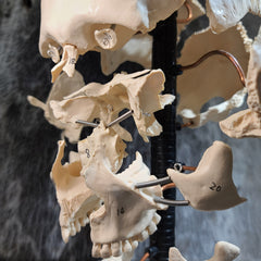 Exploded Human Skull, Beauchene (CAST)