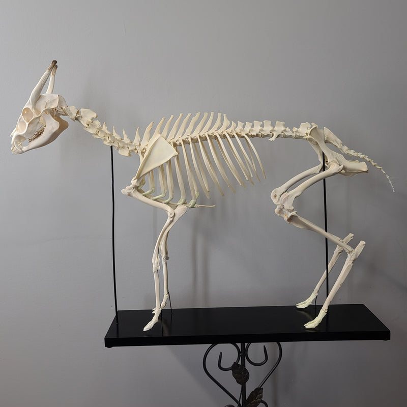 Muntjac, Fanged Deer Skeleton