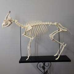 Muntjac, Fanged Deer Skeleton
