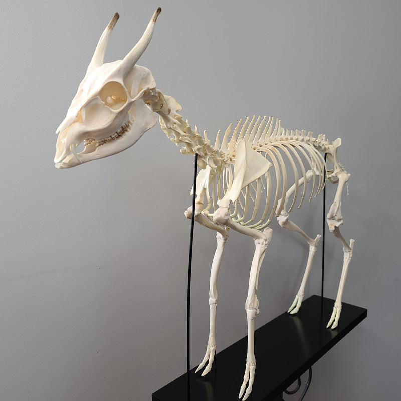 Muntjac, Fanged Deer Skeleton