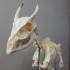 Muntjac, Fanged Deer Skeleton