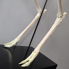Muntjac, Fanged Deer Skeleton