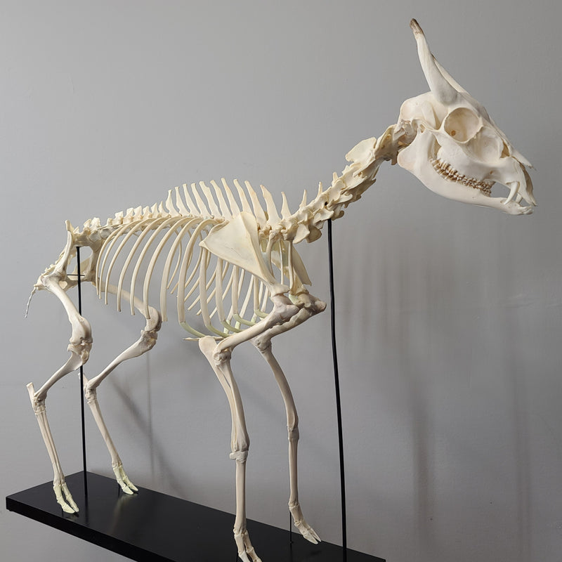 Muntjac, Fanged Deer Skeleton