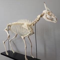 Muntjac, Fanged Deer Skeleton