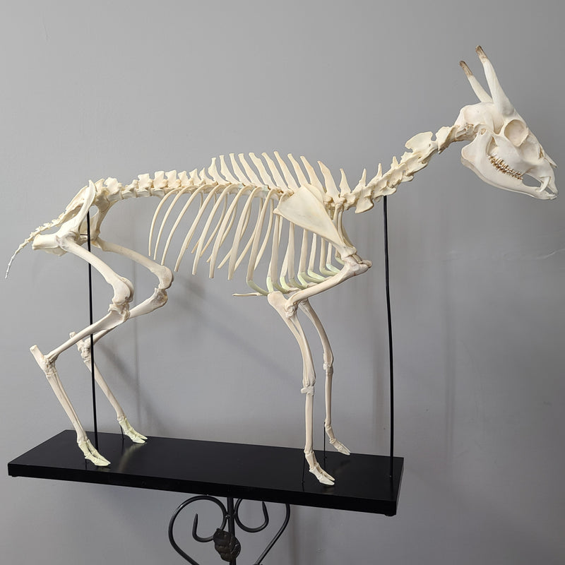 Muntjac, Fanged Deer Skeleton