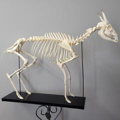 Muntjac, Fanged Deer Skeleton