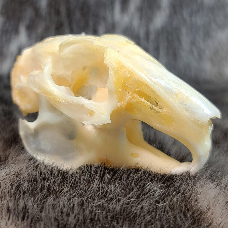 Indian Hare Skull