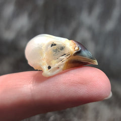 White-Headed Munia Finch Skulls