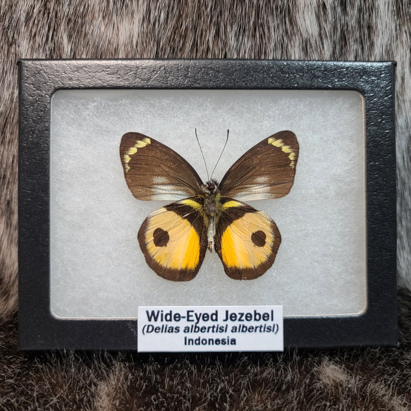 Wide-Eyed Jezebel Butterfly