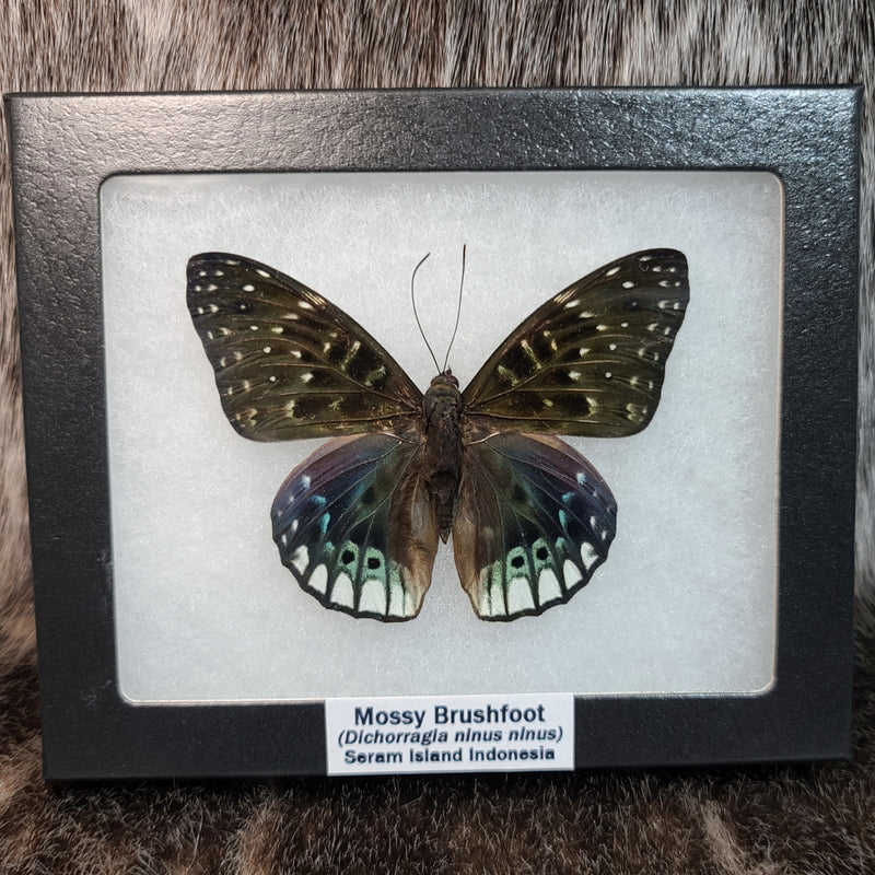 Mossy Brushfoot Butterfly