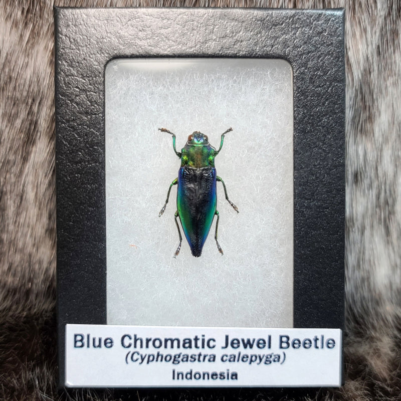 Blue Chromatic Jewel Beetle