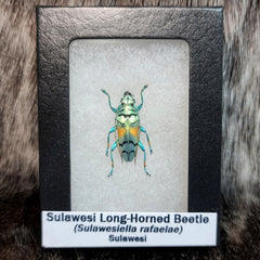 Sulawesi Long-Horned Beetle