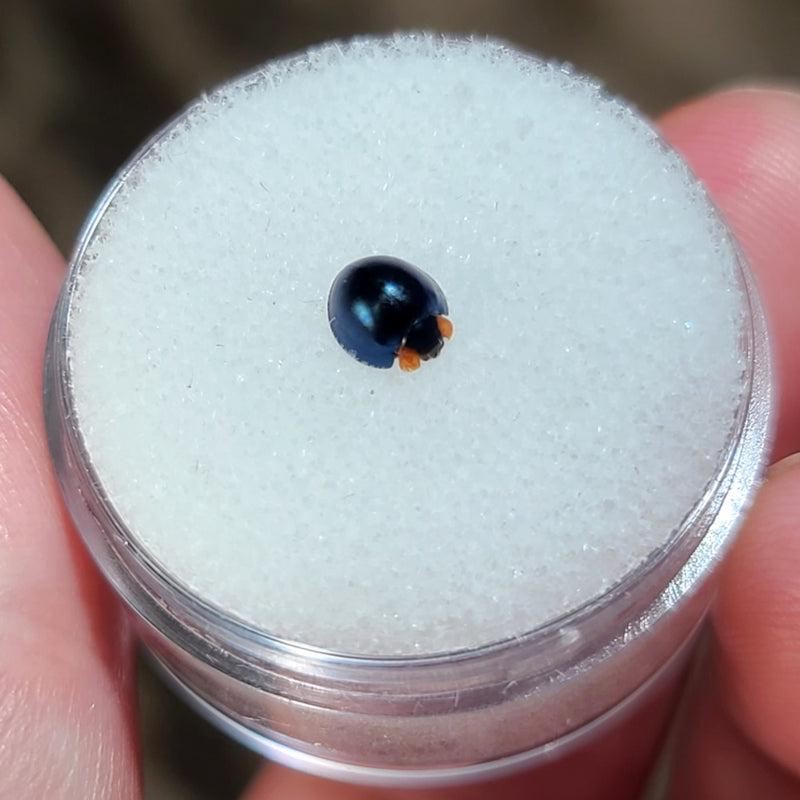 Steelblue Lady Beetles
