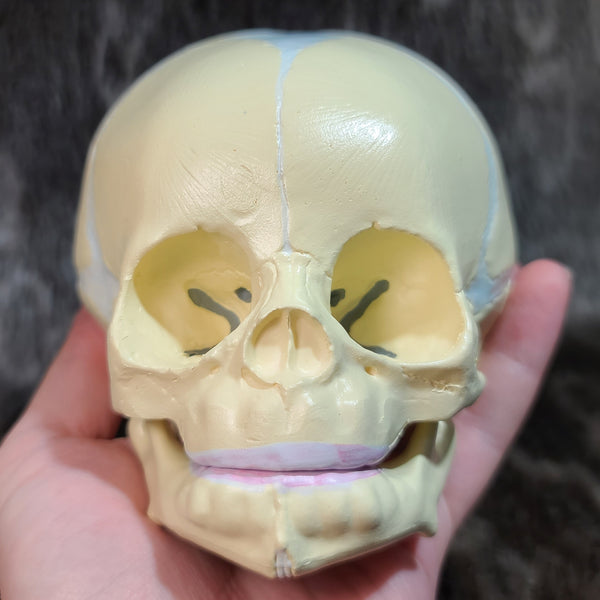 Baby Skull, Cast | SkullStore Inc.