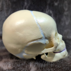 Baby Skull, Cast