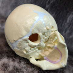 Baby Skull, Cast