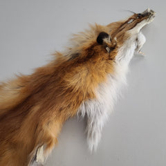 Red Fox Fur, Salvaged