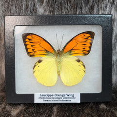 Leucippe Orange Wing Butterfly