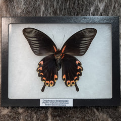 Deiphobus Swallowtail Butterfly