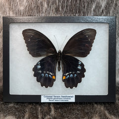 Colossal Seram Swallowtail Butterfly